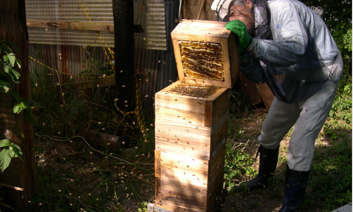 Pile box hive