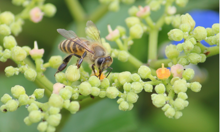 Japanese honey bees
